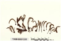 藏品(爪哇檜苔)的圖片